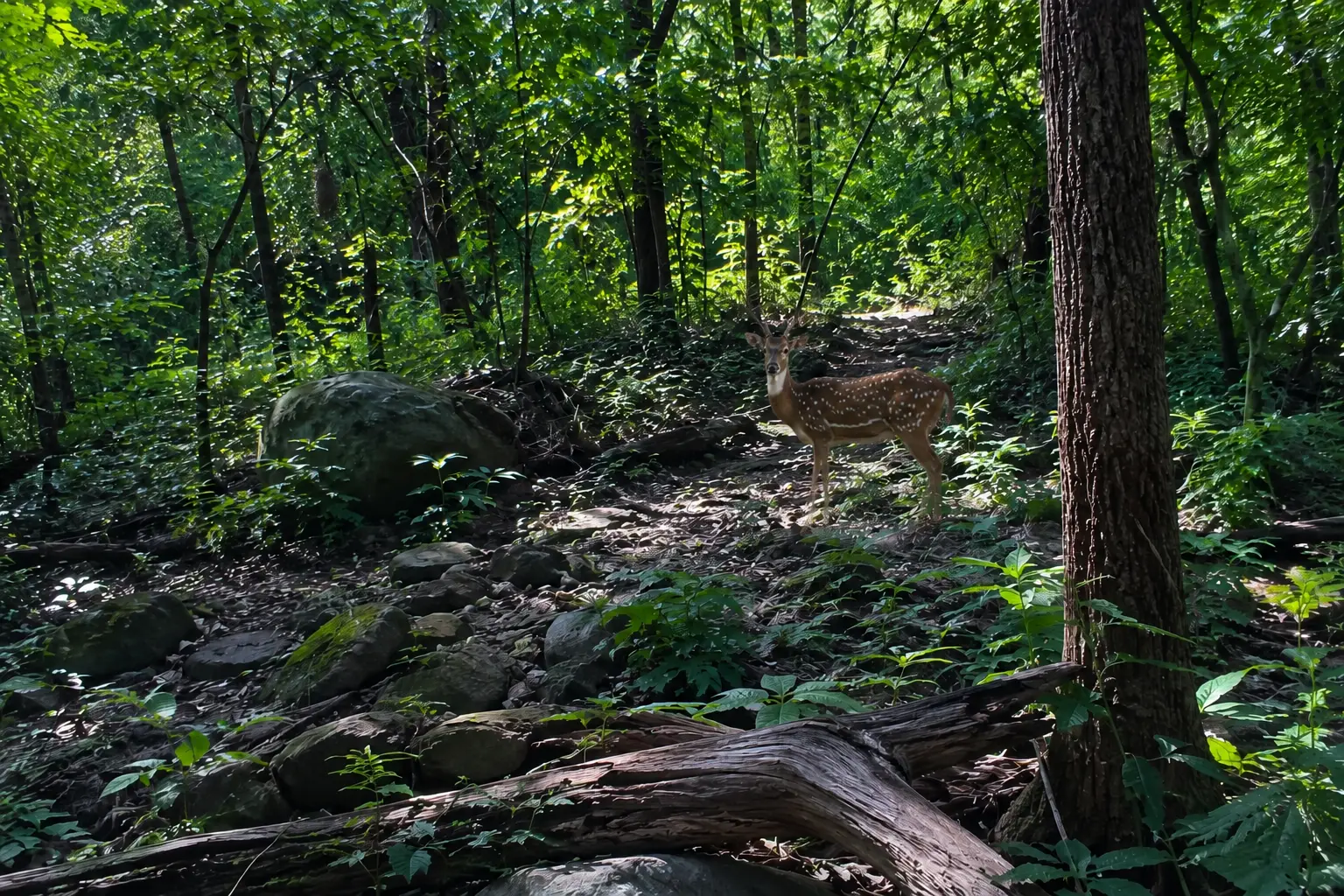 Wildlife, Forests & Biodiversity of Korba Jungle Trek: A Journey into Chhattisgarh's Living Ecosystem