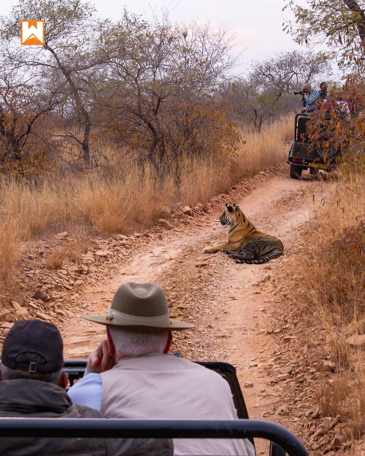 Discover the Wild Side of India: Wildlife Safaris, Birding Tours, Macro Photography & Nature Education with Wildvoyages