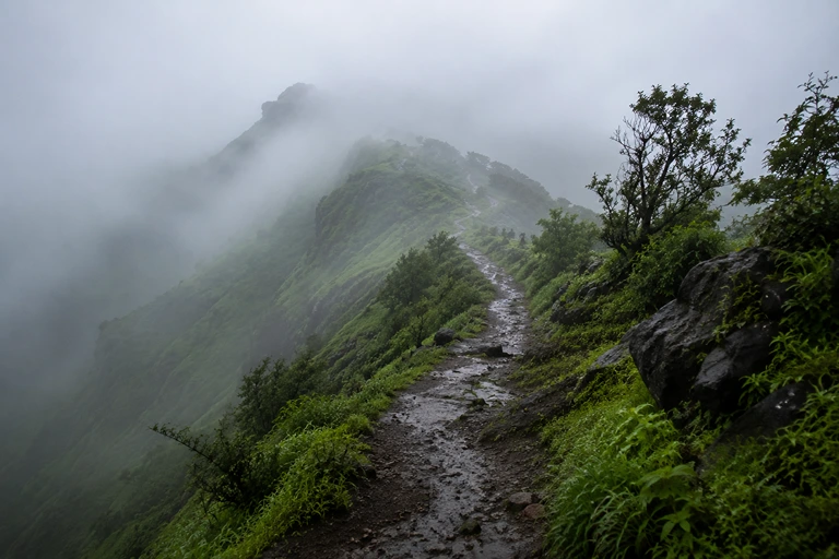 Foggy mountain trail