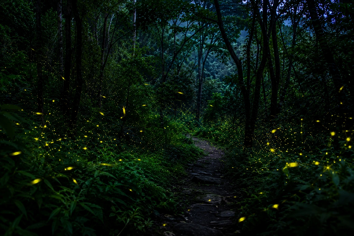 Best Season for Fireflies in Gujarat