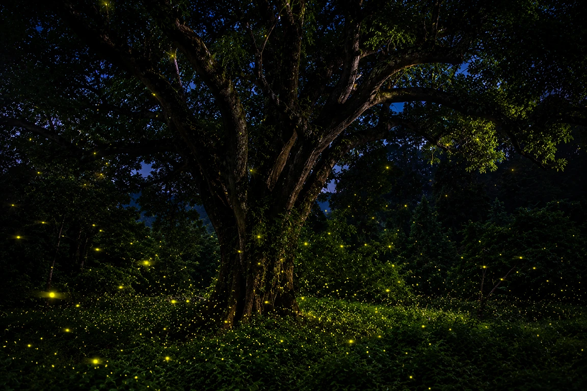 Fireflies in Jambughoda Gujarat