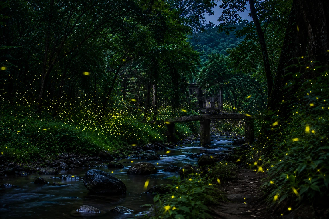 Fireflies in Polo Forest Gujarat