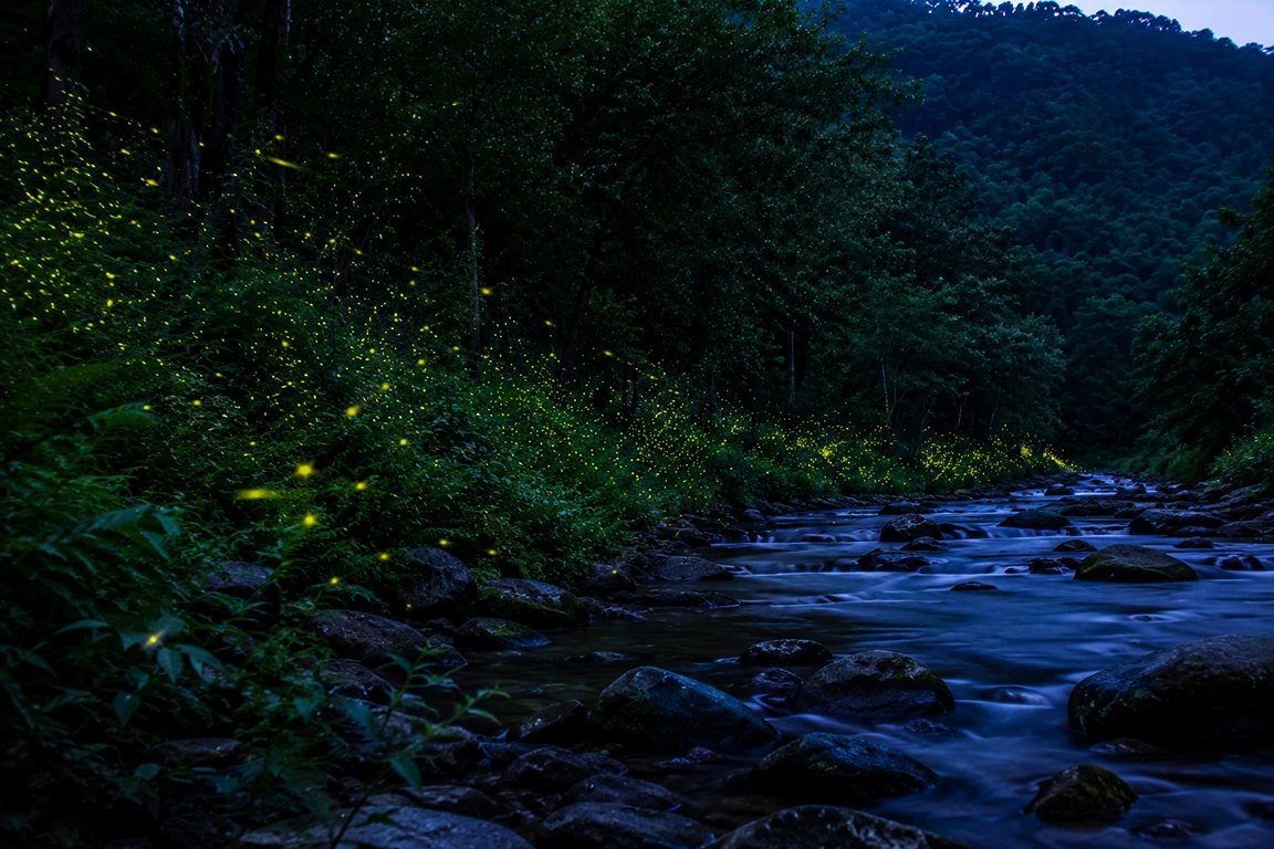 Fireflies in Shoolpaneshwar Wildlife Sanctuary