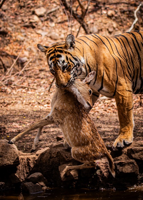 Ranthambore Tiger Safari - Image 2