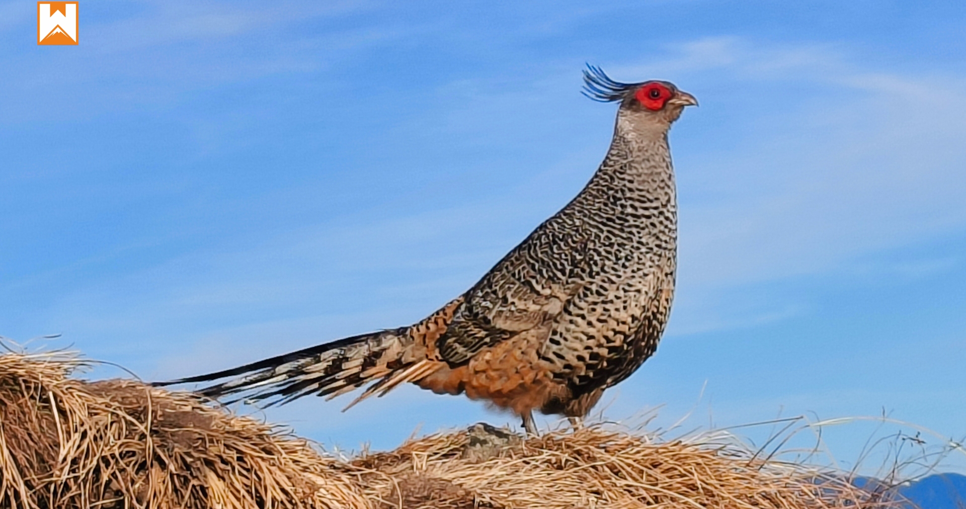 Chopta Birding and Wildlife Tour