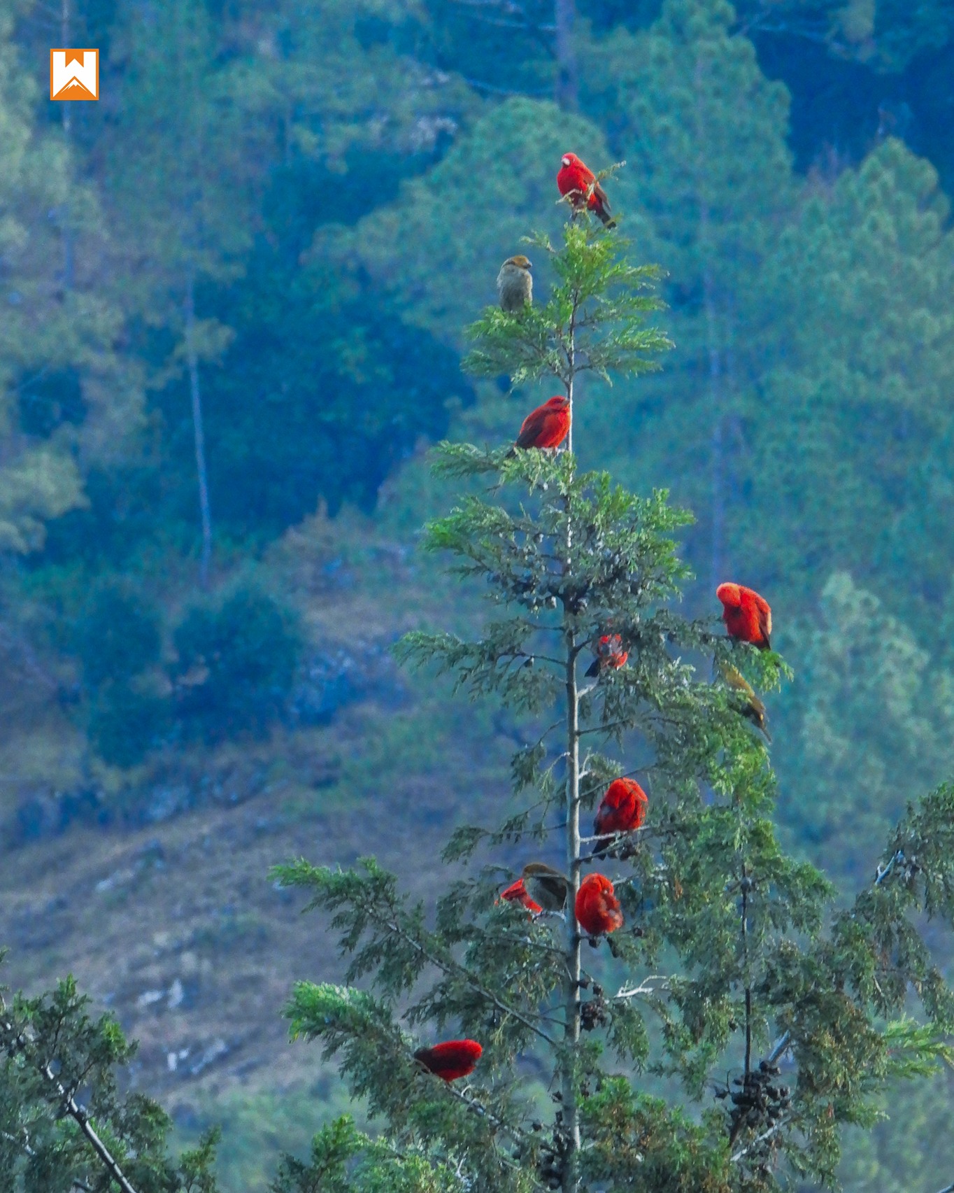 Chopta Birding and Wildlife Tour - Image 1