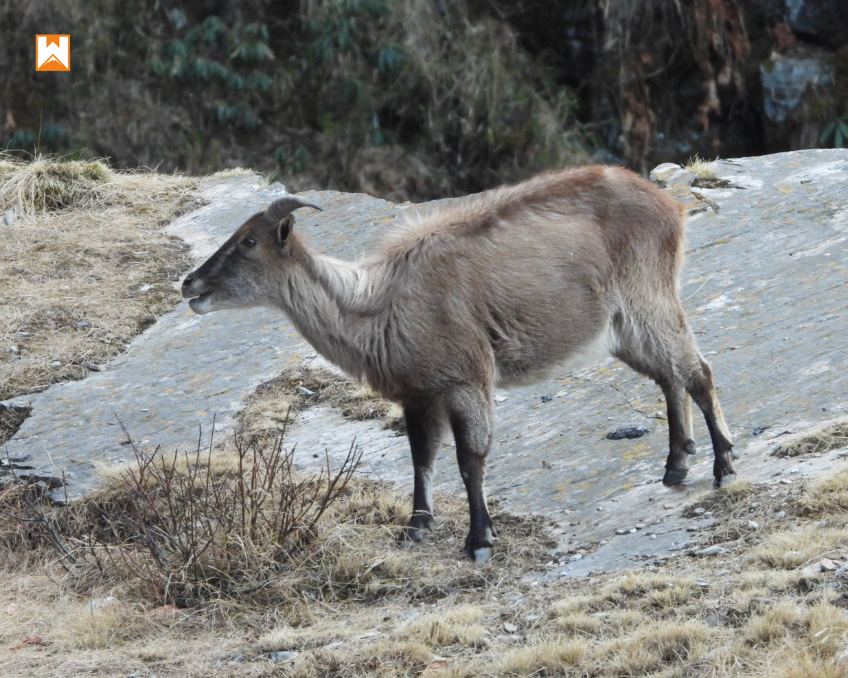 Chopta Birding and Wildlife Tour - Image 22