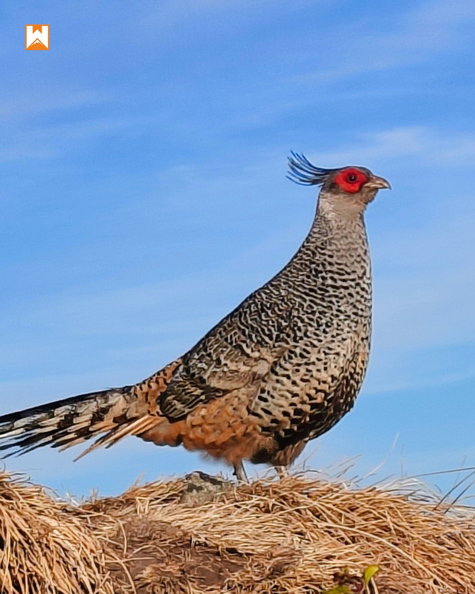 Chopta Birding and Wildlife Tour - Image 9