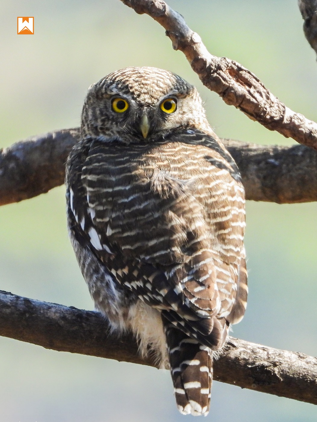 Chopta Birding and Wildlife Tour - Image 11