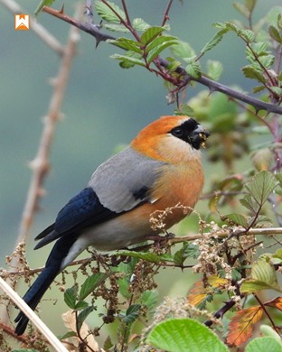 Chopta Birding and Wildlife Tour - Image 12