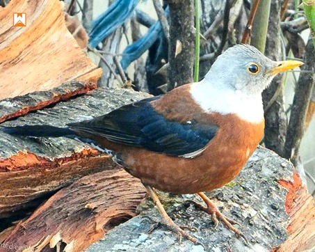 Chopta Birding and Wildlife Tour - Image 14
