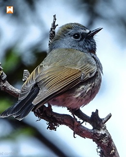 Chopta Birding and Wildlife Tour - Image 13