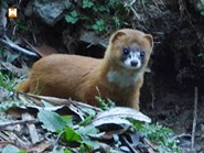 Chopta Birding and Wildlife Tour - Image 16