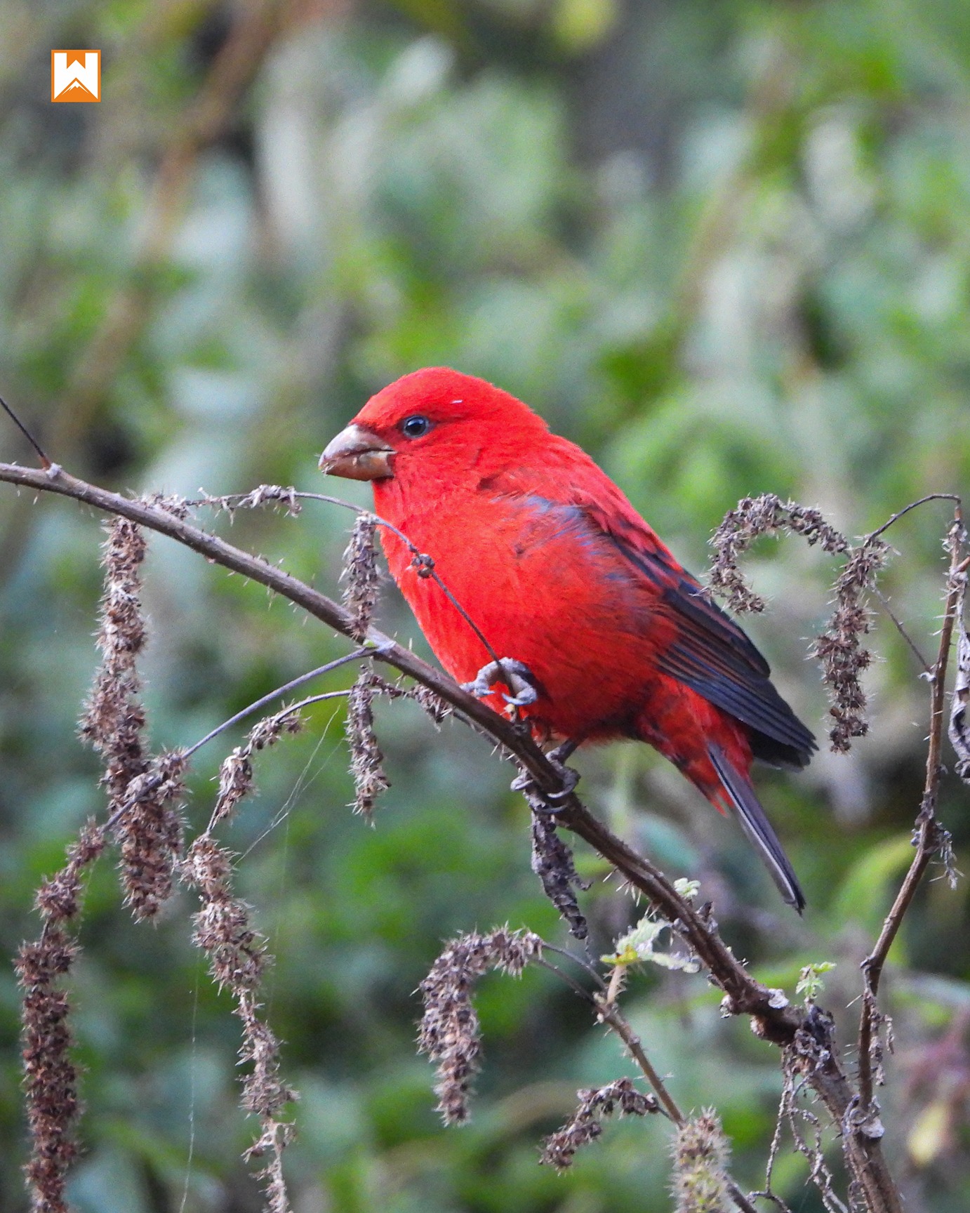 Chopta Birding and Wildlife Tour - Image 2