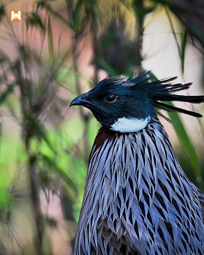 Chopta Birding and Wildlife Tour - Image 15