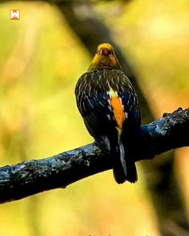 Chopta Birding and Wildlife Tour - Image 17