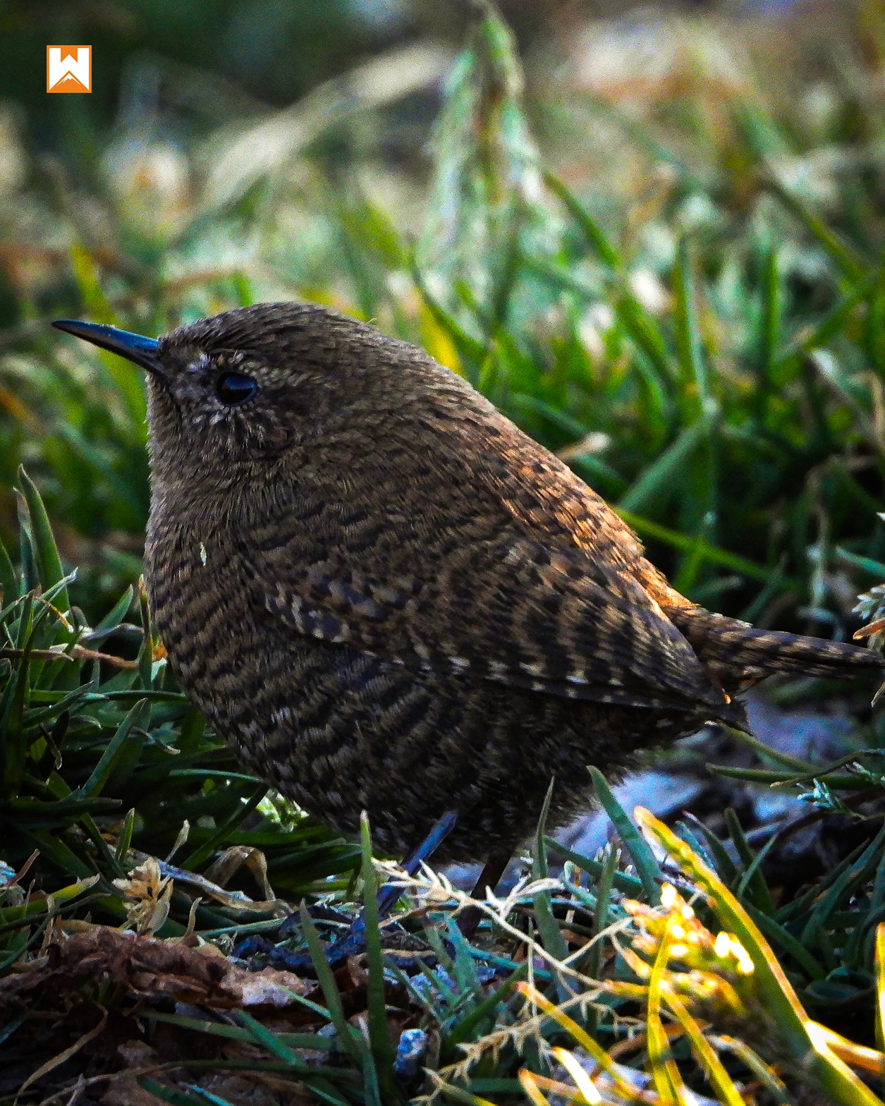 Chopta Birding and Wildlife Tour - Image 3