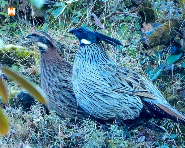 Chopta Birding and Wildlife Tour - Image 4