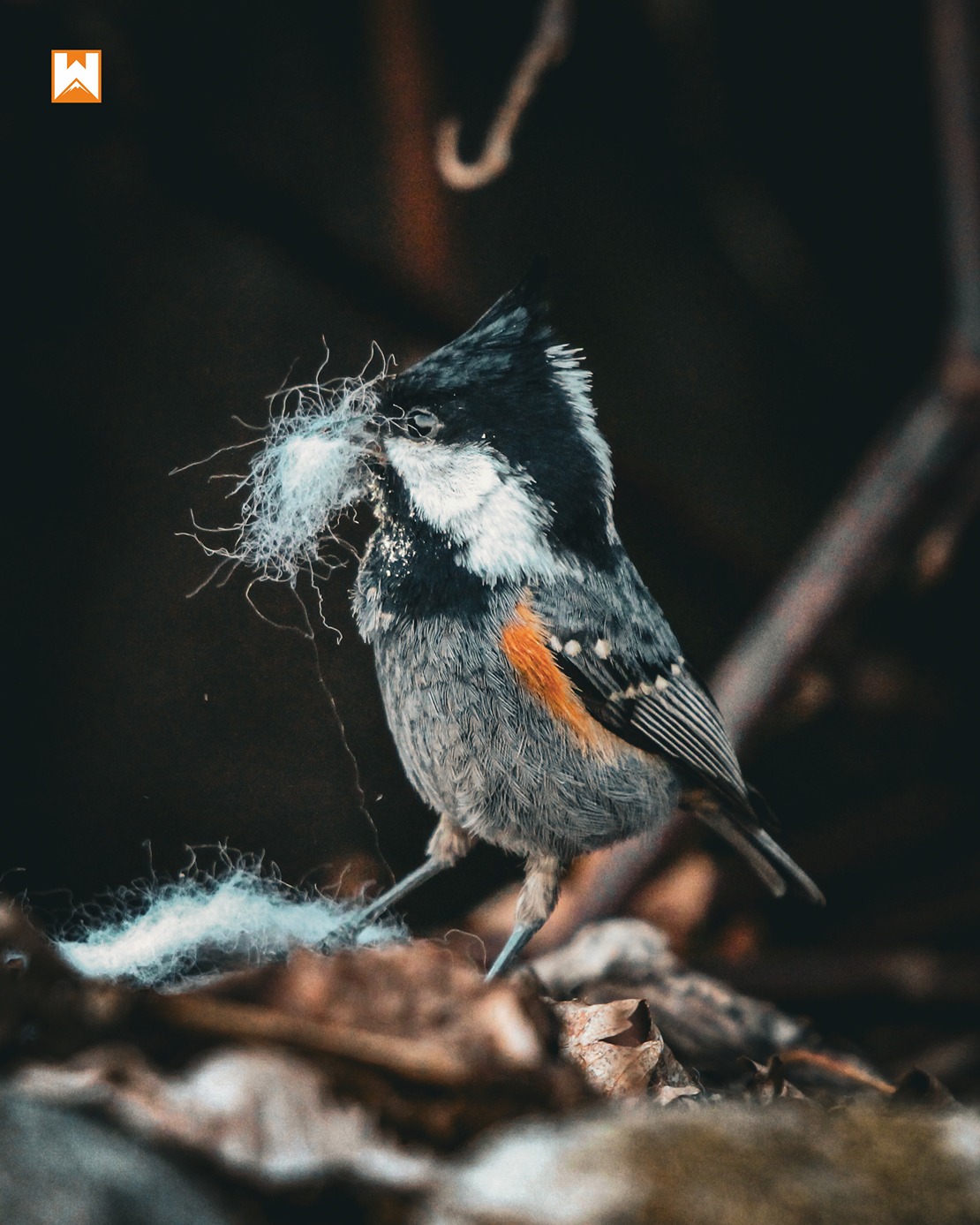 Chopta Birding and Wildlife Tour - Image 5