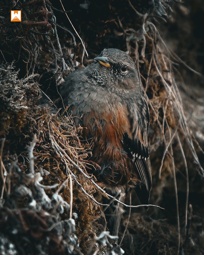 Chopta Birding and Wildlife Tour - Image 6