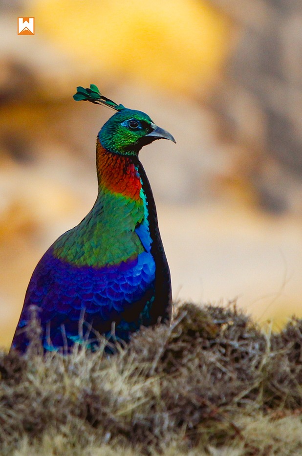 Chopta Birding and Wildlife Tour - Image 18