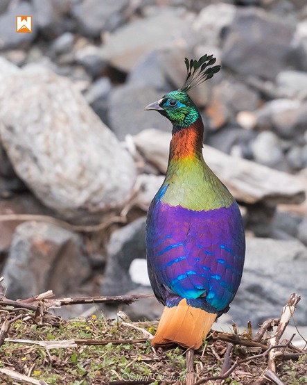 Chopta Birding and Wildlife Tour - Image 20