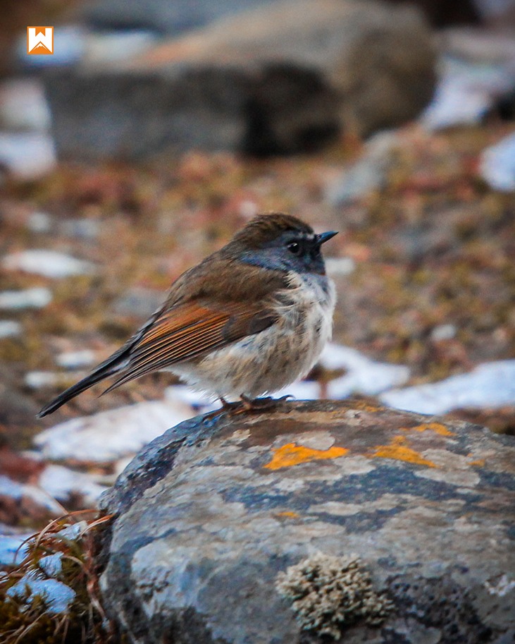Chopta Birding and Wildlife Tour - Image 8