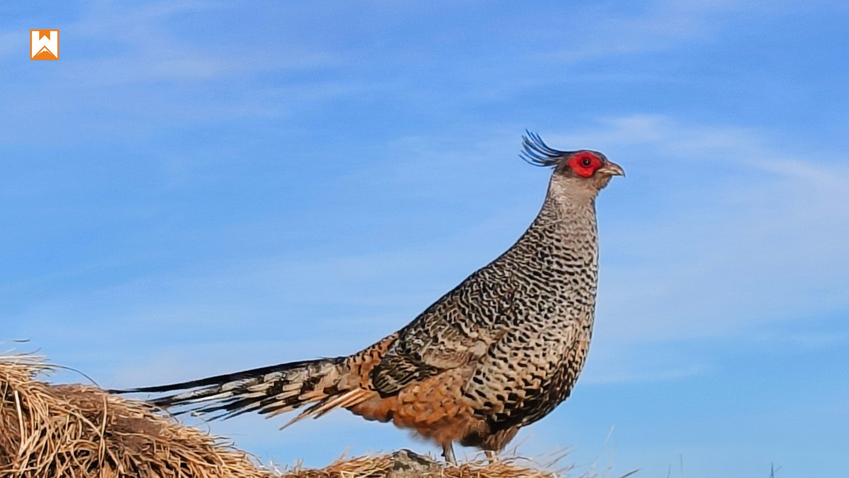 Chopta Birding and Wildlife Tour - Image 21