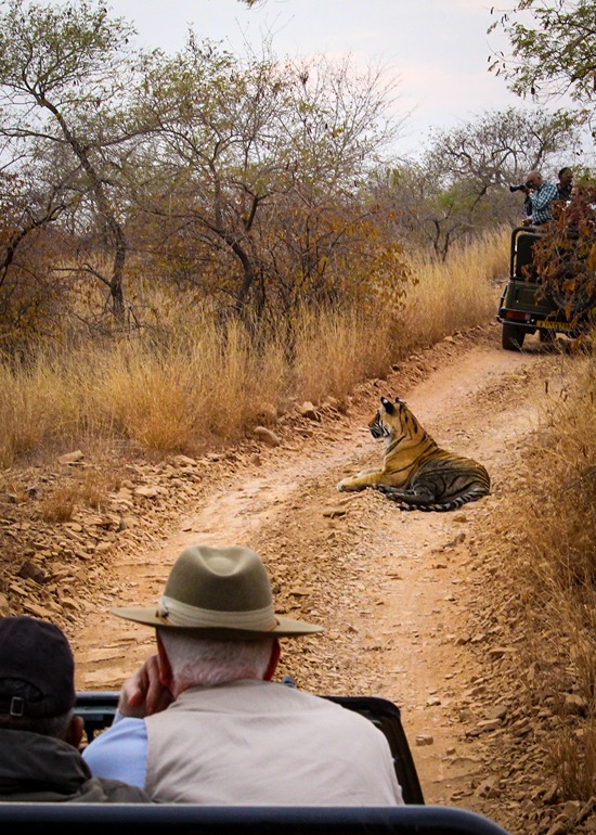 Ranthambore Tiger Safari - Image 3