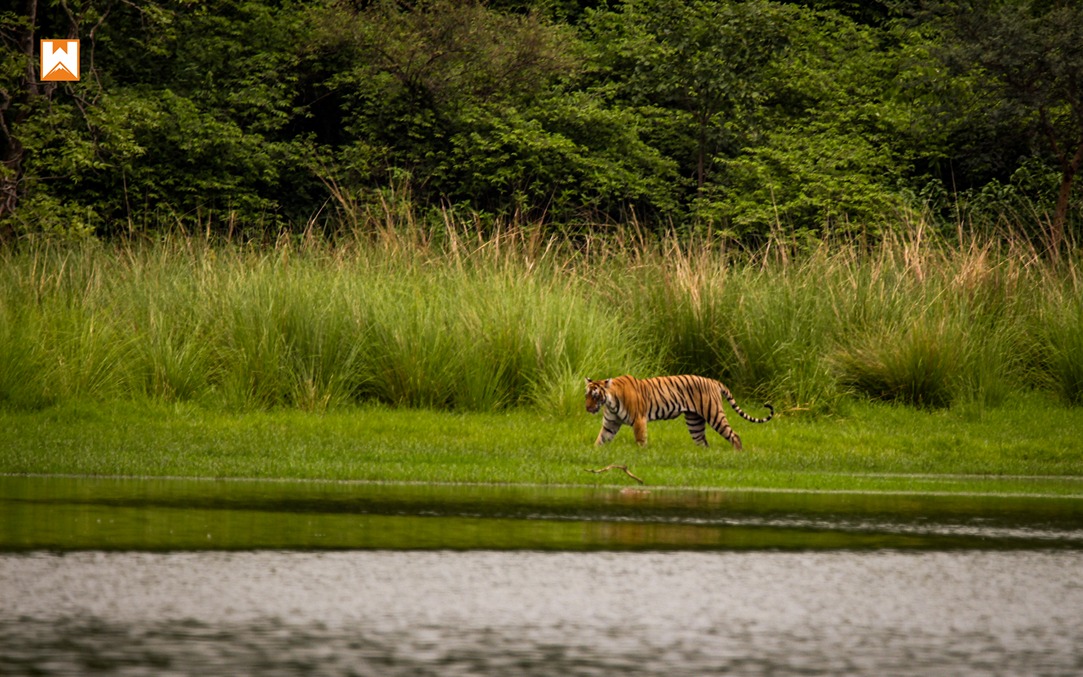 Ranthambore Tiger Safari - Image 4