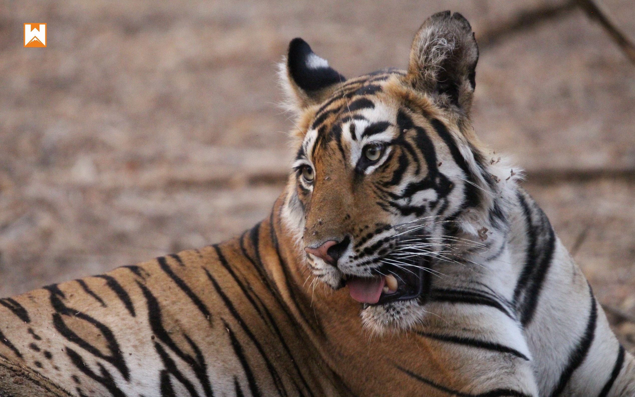Ranthambore Tiger Safari