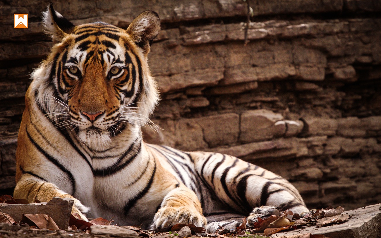 Ranthambore Tiger Safari - Image 5