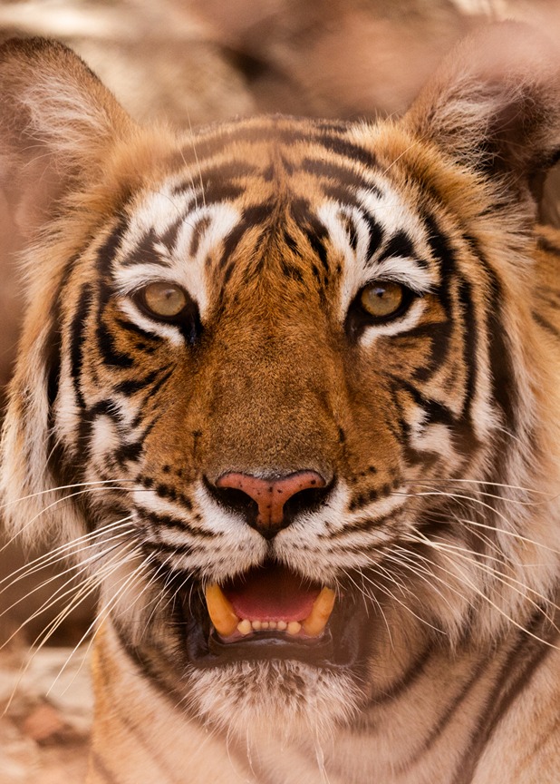Ranthambore Tiger Safari - Image 6