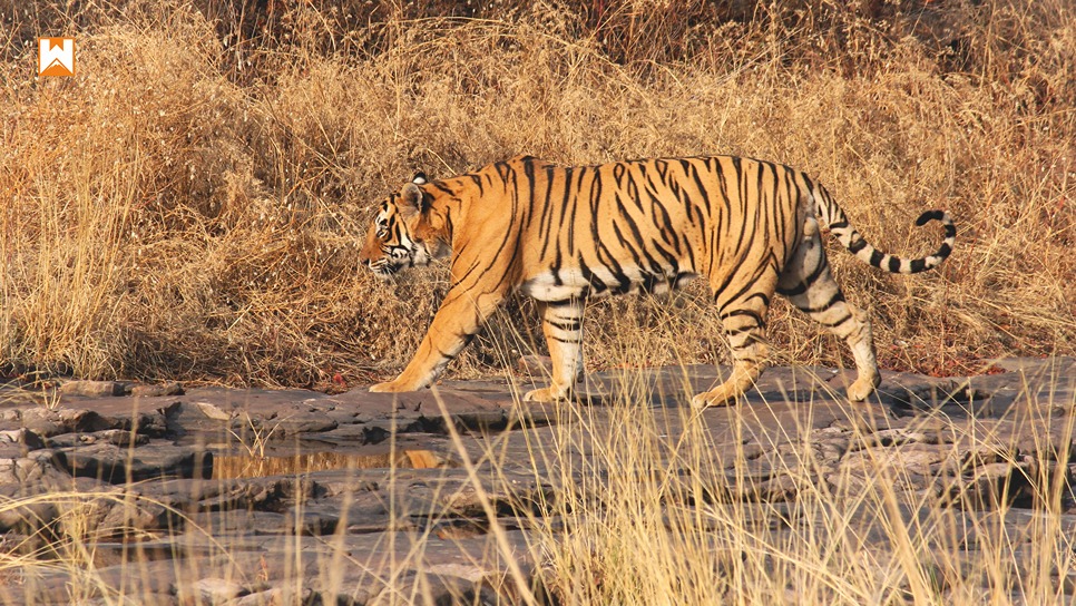 Ranthambore Tiger Safari - Image 7