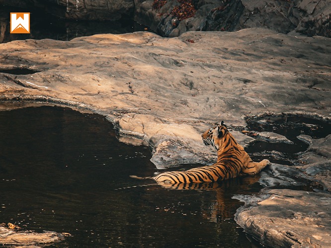 Ranthambore Tiger Safari - Image 8
