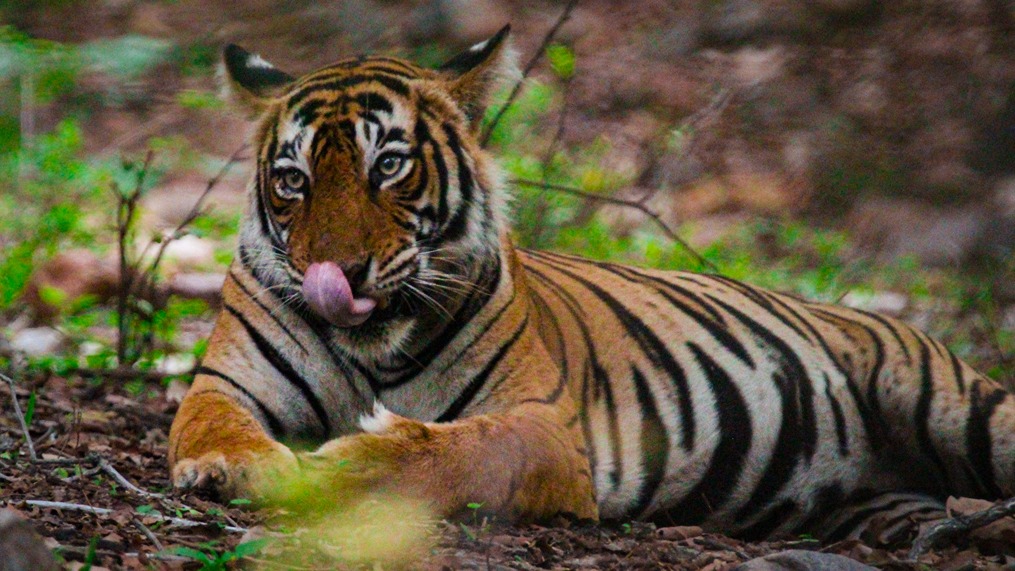 Ranthambore Tiger Safari - Image 9