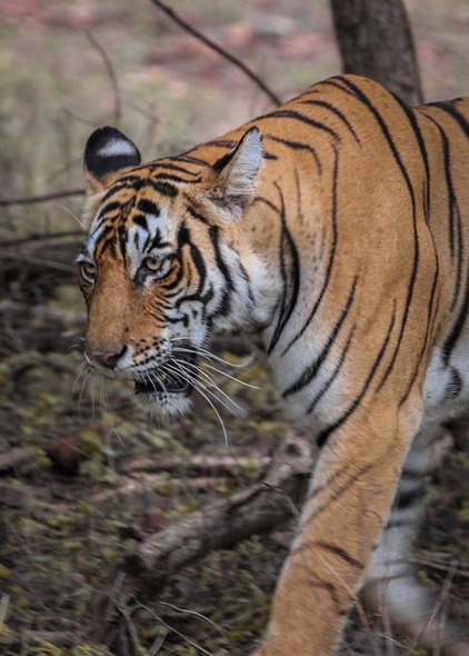 Ranthambore Tiger Safari - Image 10