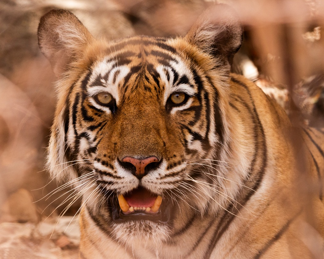 Ranthambore Tiger Safari - Image 11