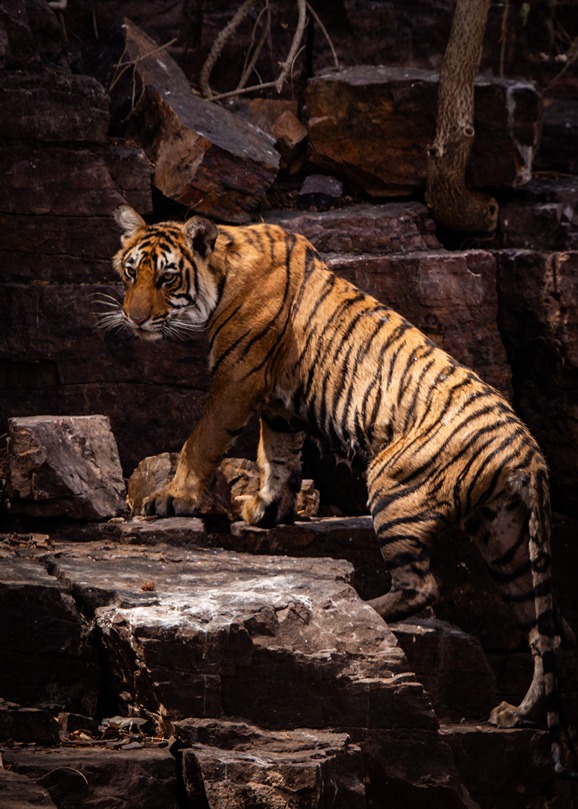 Ranthambore Tiger Safari - Image 12