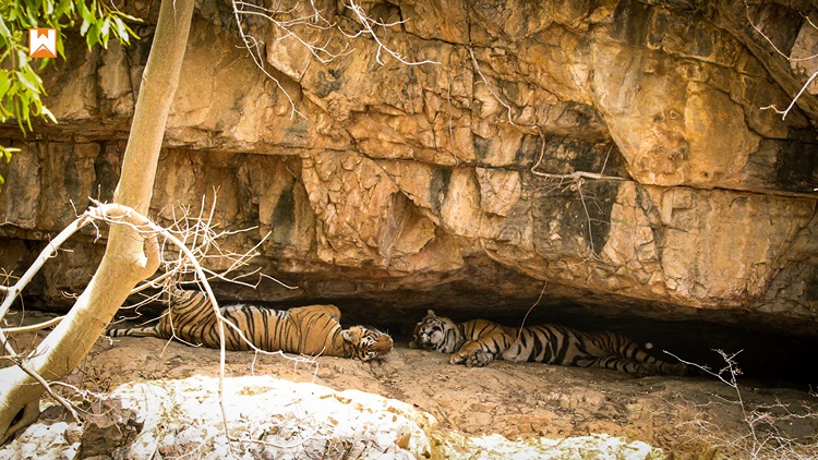 Ranthambore Tiger Safari - Image 13