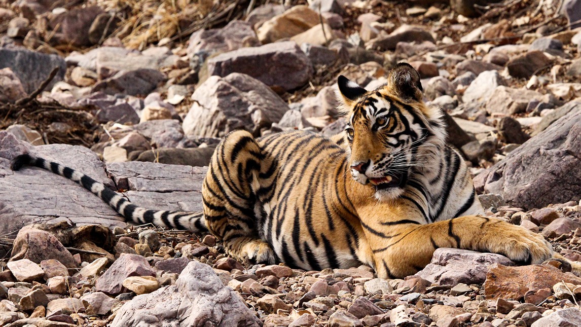 Ranthambore Tiger Safari - Image 14