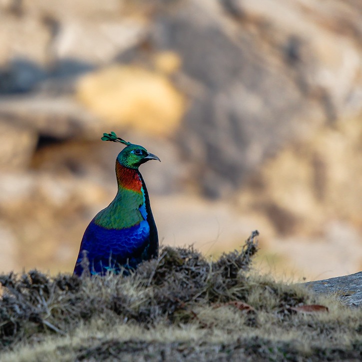Deoriatal Chandrashila trek - Image 10